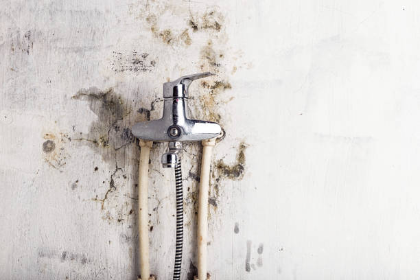 Best Commercial Mold Remediation in Stanley, WI