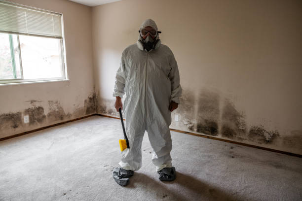 Best DIY Mold Remediation Support Services in Stanley, WI